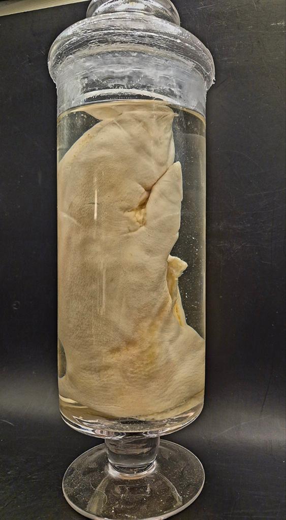 Bocal de curiosité médical / Spécimen anatomique de porc, Enlèvement