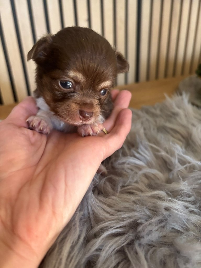 Chihuahua pups langhaar, België, Fokker | Hobbymatig, CDV (hondenziekte), 8 tot 15 weken