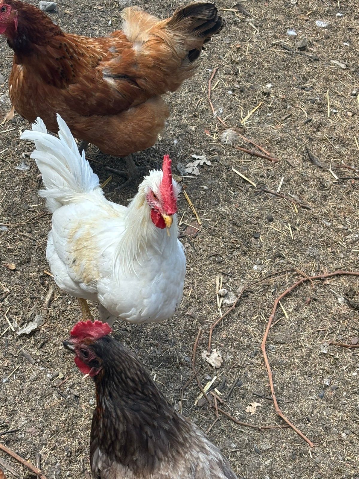 Leghorn haan en leghorn x bruine legkip haan 2026, Dieren en Toebehoren
