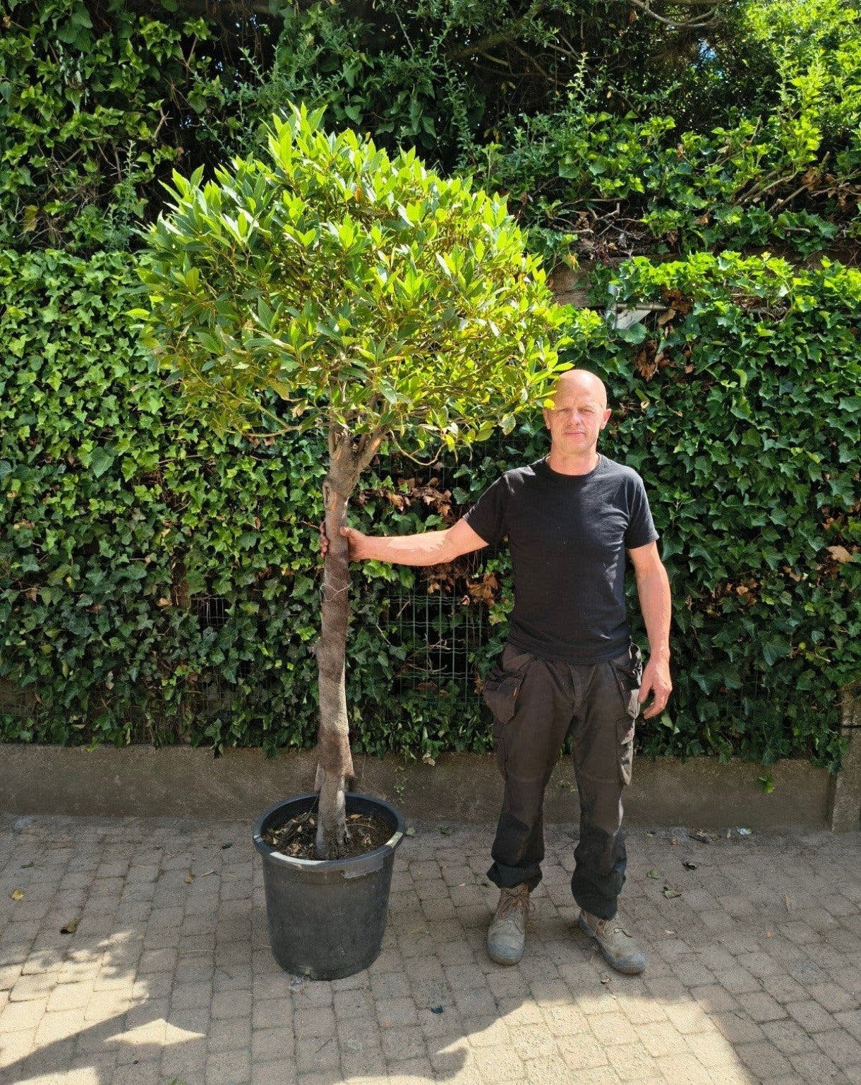 LAATSTE STUK Laurier Nobilis Op Stam Pot 25 liter Te Koop, Enlèvement, Olivier