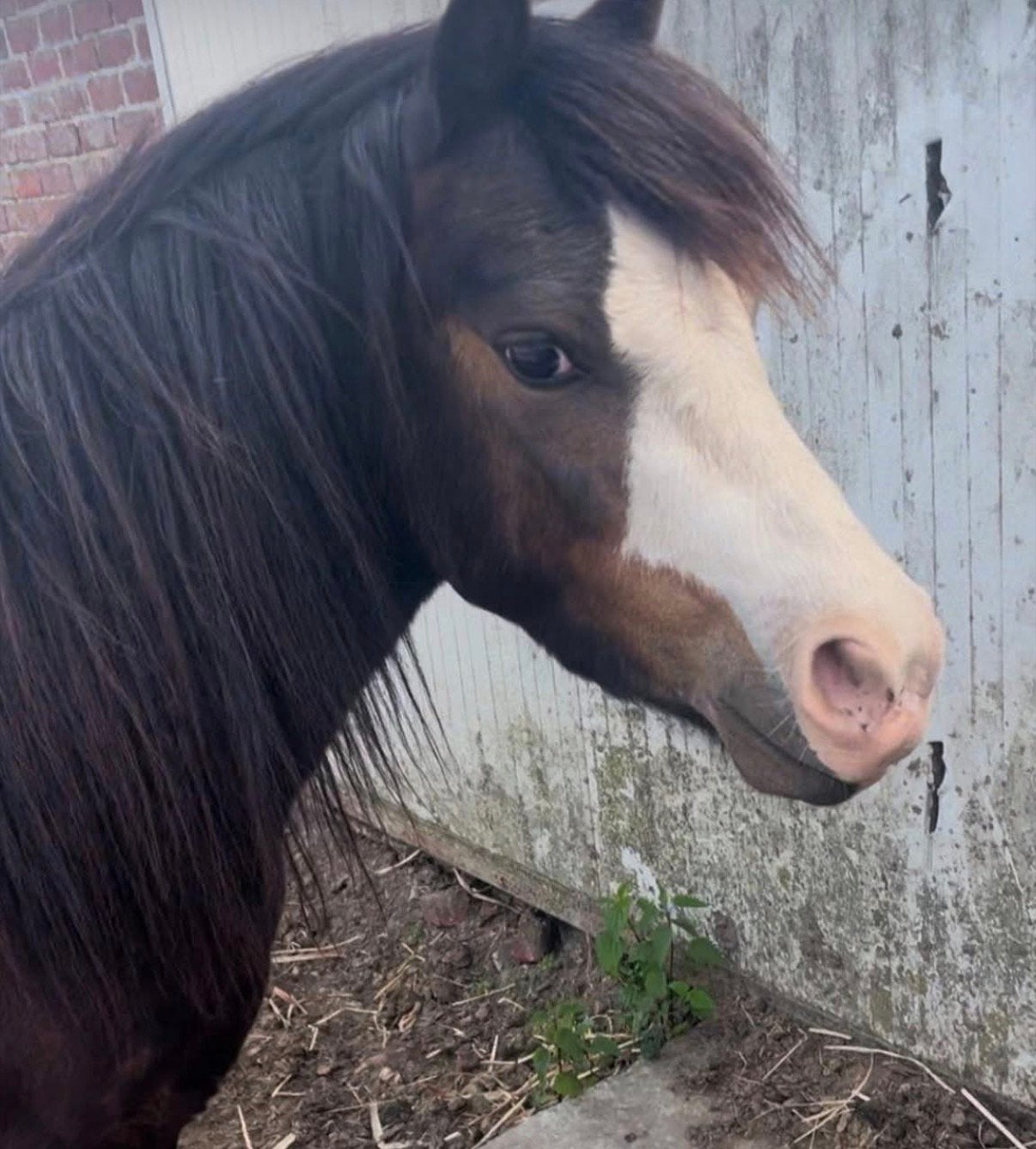 Knappe B pony ruintje van 4., Dieren en Toebehoren, Gechipt, Minder dan 160 cm, B, Ruin