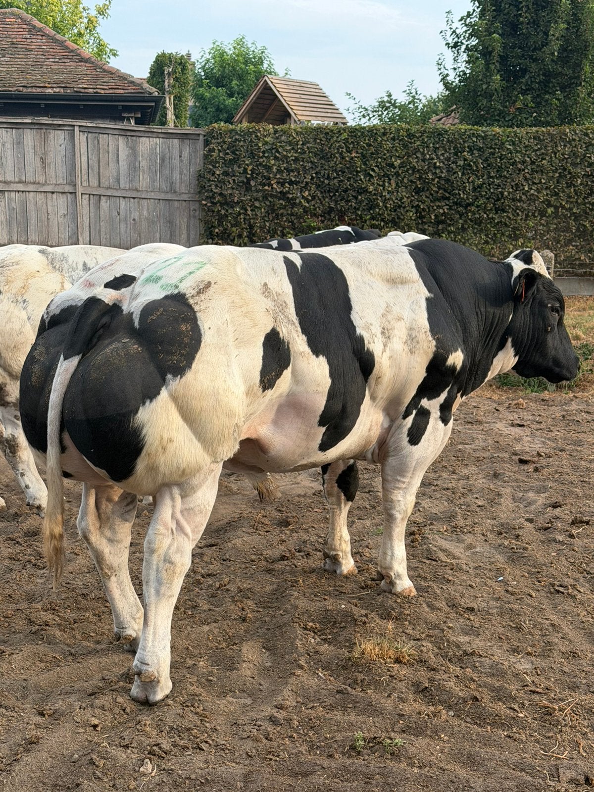 Jonge dekstieren, Dieren en Toebehoren, Mannelijk, 0 tot 2 jaar
