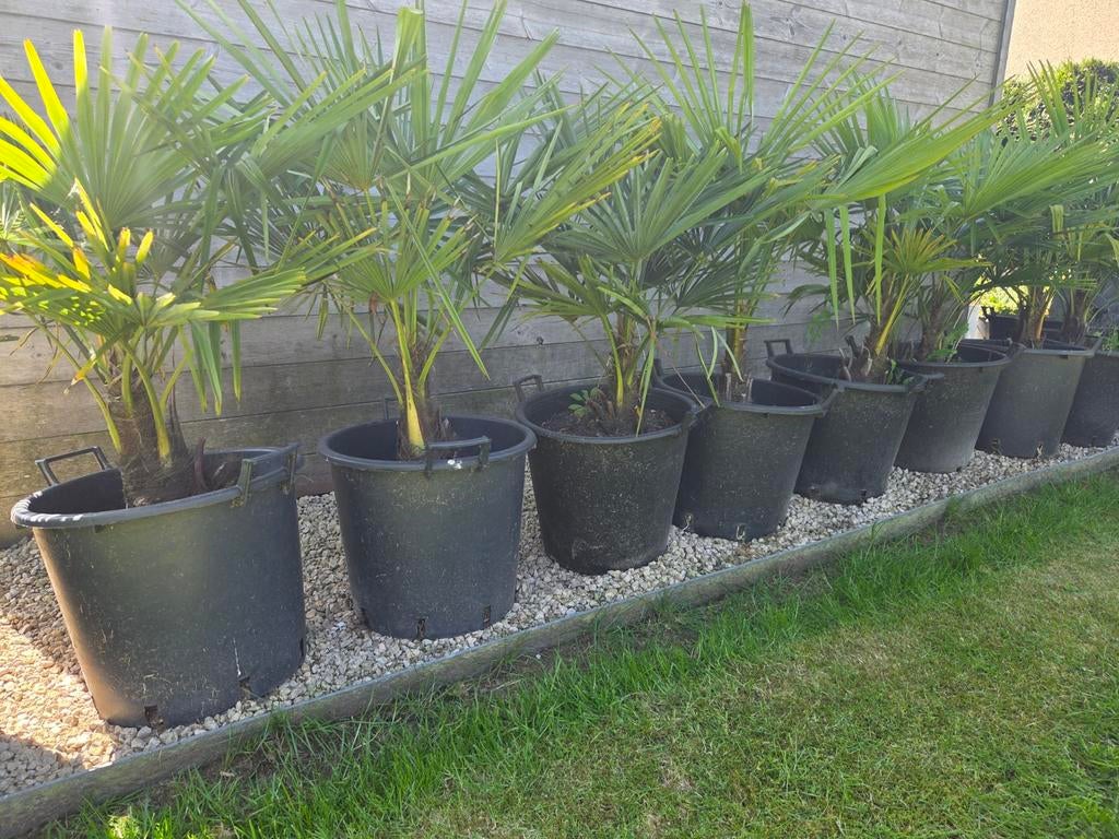 Palmbomen trachycarpus fortunei eigen kweek, Enlèvement