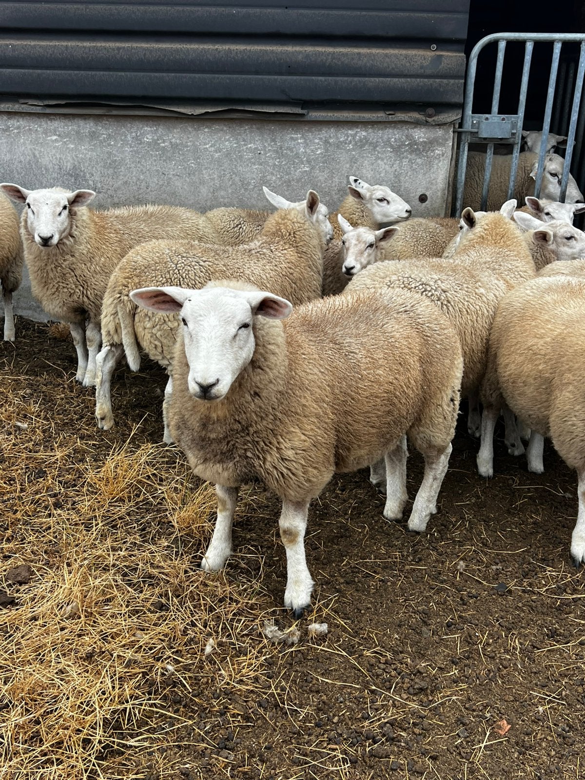 Franse texel, Plusieurs animaux, Mouton, 0 à 2 ans