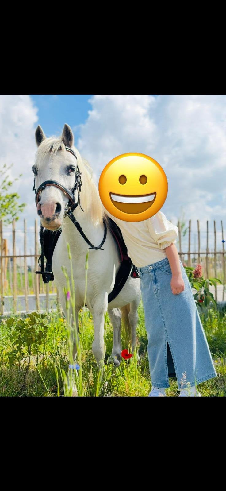 Welsh A-pony, Dieren en Toebehoren, Merrie, Met stamboom, Zadelmak, A pony (tot 1.17m)