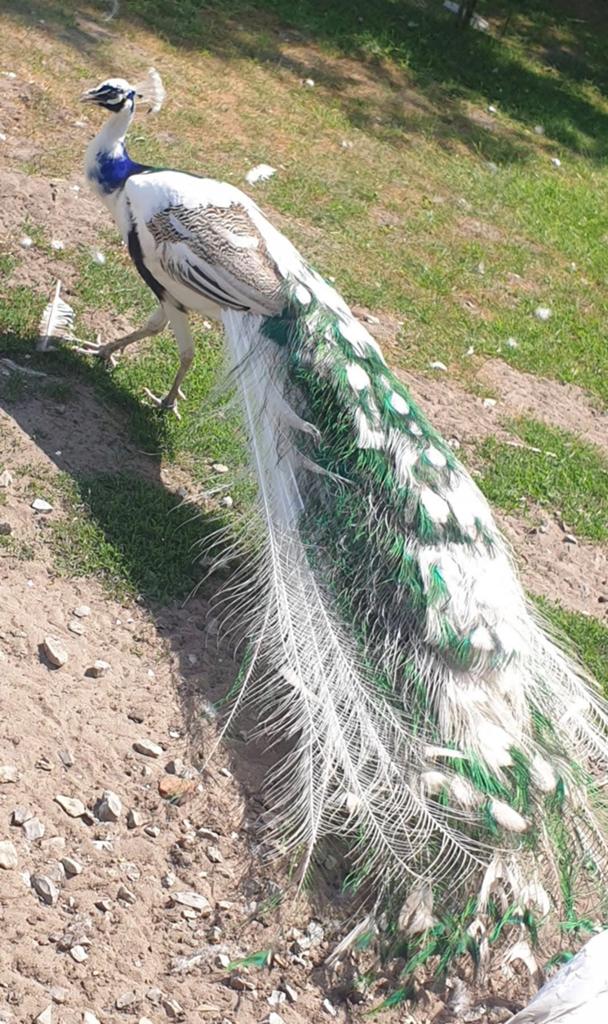 Bonte pauwen hennen en hanen, Dieren en Toebehoren, Meerdere dieren, Overige soorten