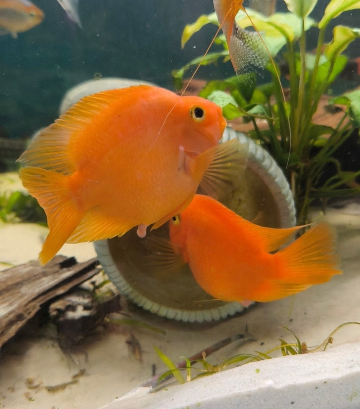 papegaai chicliden x 2, Animaux & Accessoires, Poissons | Poissons d'aquarium, Poisson, Poisson d'eau douce