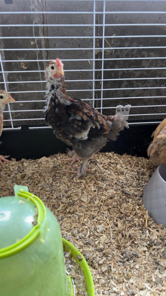 3 jonge marans tarwe haantjes, Animaux & Accessoires, Mâle, Poule ou poulet