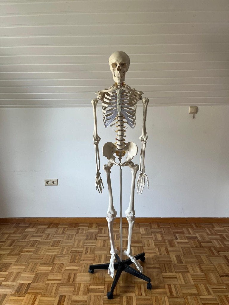 Skelet - levensgroot medisch model 181 cm, Ophalen of Verzenden, Zo goed als nieuw