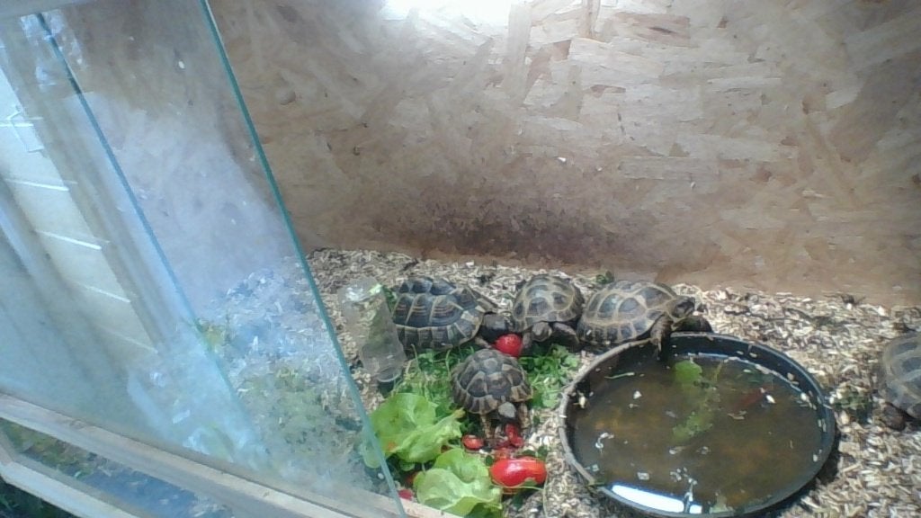 2 vierteenschildpadden  , landschildpad, Dieren en Toebehoren, Schildpad, Tam, 3 tot 6 jaar