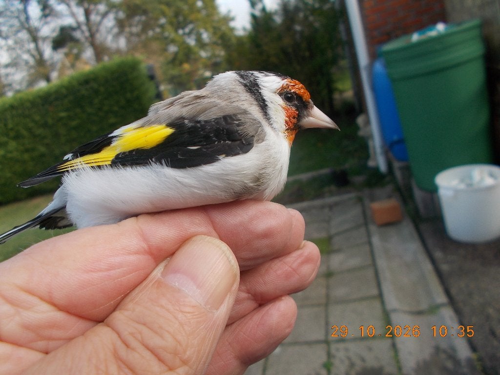 agaat putter ?, Dieren en Toebehoren