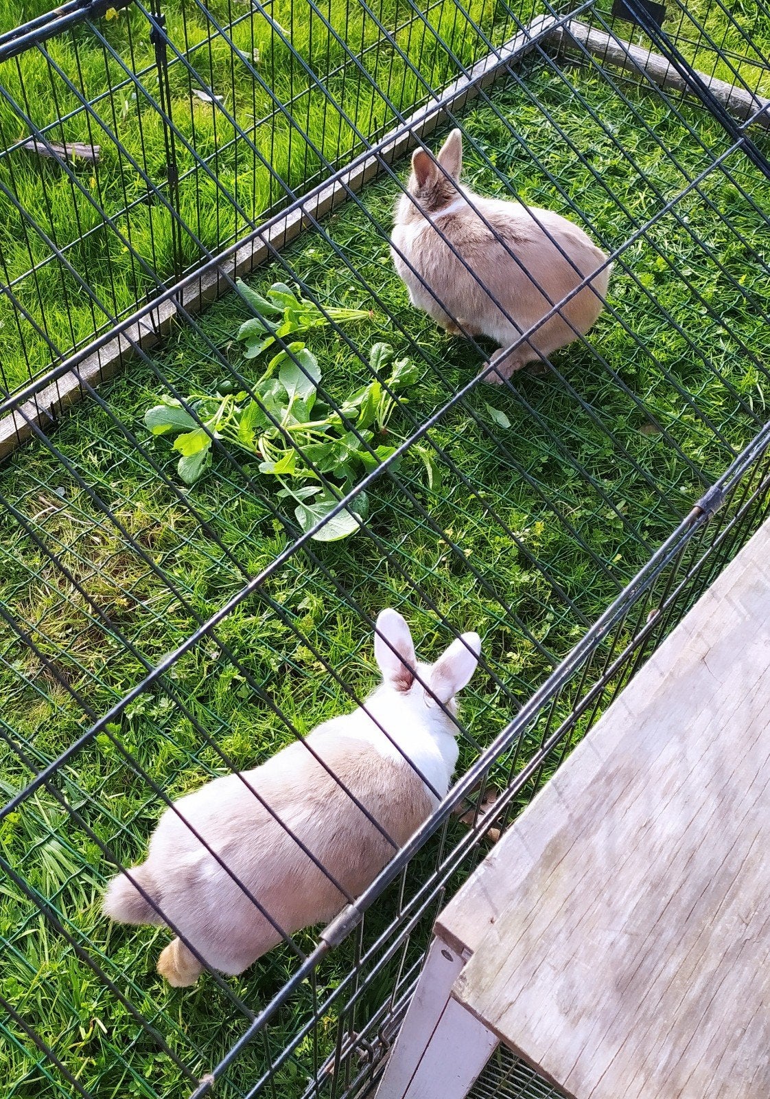 Dwergkonijntjes, Animaux & Accessoires, Lapins