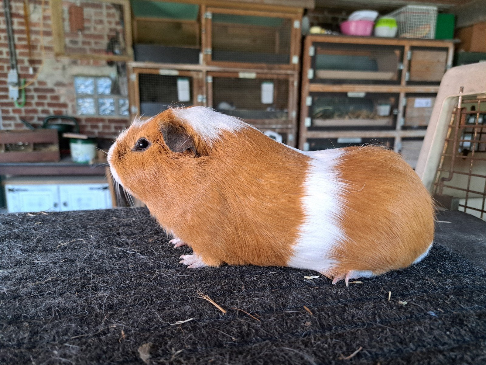 Cavia's, Domestique, Septembre, Cobaye, Femelle