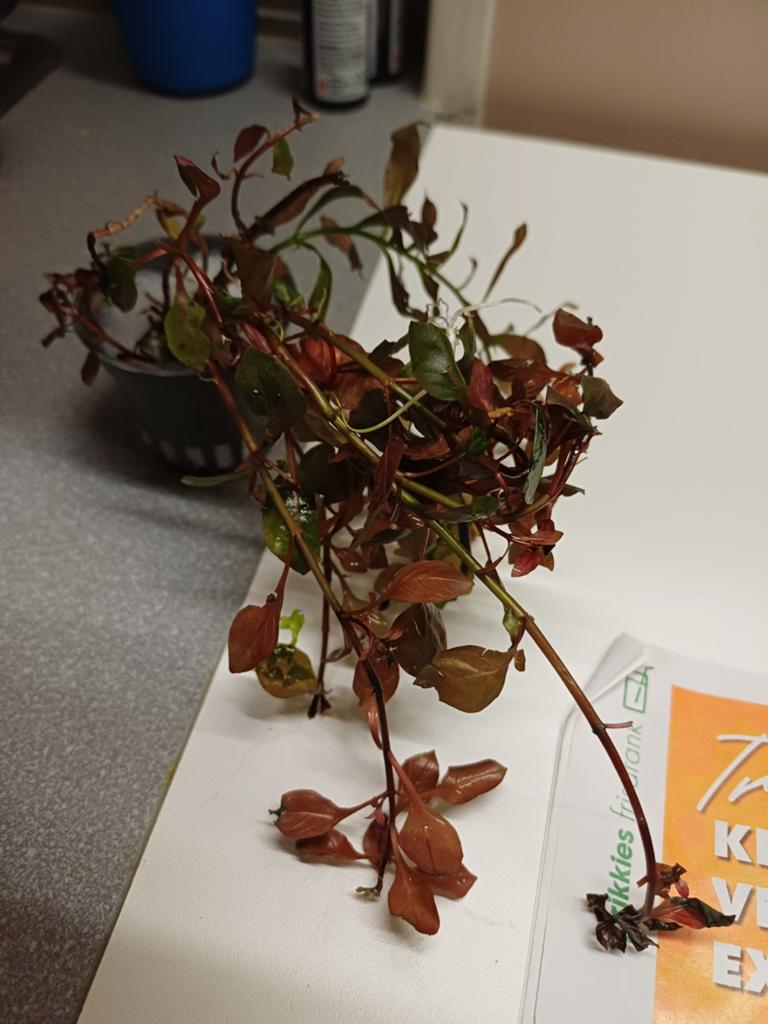 Aquariumplanten,zie omschvijving, Ophalen, Plant(en), Steen of Hout