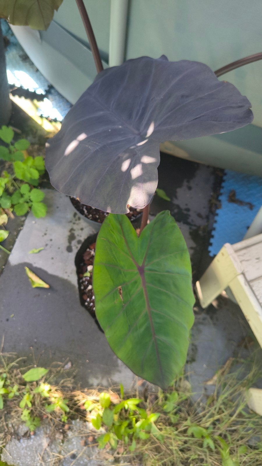 Colocasia Esculenta, Tuin en Terras, Ophalen of Verzenden