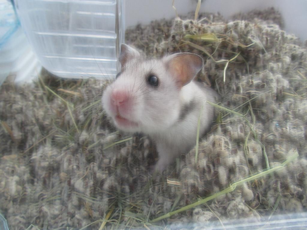 Goudhamster (wit/grijs) met kooi (LEES BESCHRIJVING), Dieren en Toebehoren, Maart, Vrouwelijk, Hamster