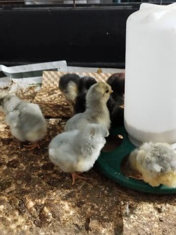 Eendagskuikens/kuikens araucana lavendel en Duitse favorelle