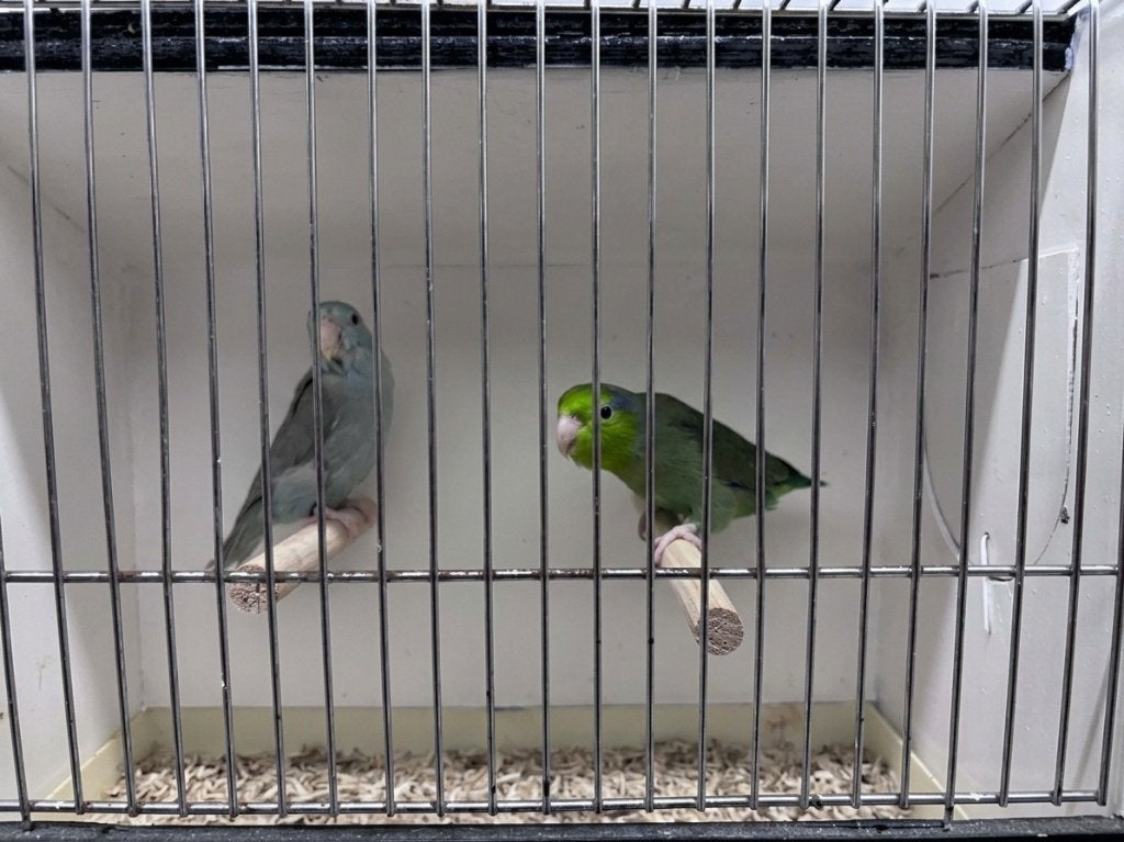 Koppel forpus coelestis, Animaux & Accessoires, Oiseaux | Perruches & Perroquets, Plusieurs animaux, Perruche, Bagué