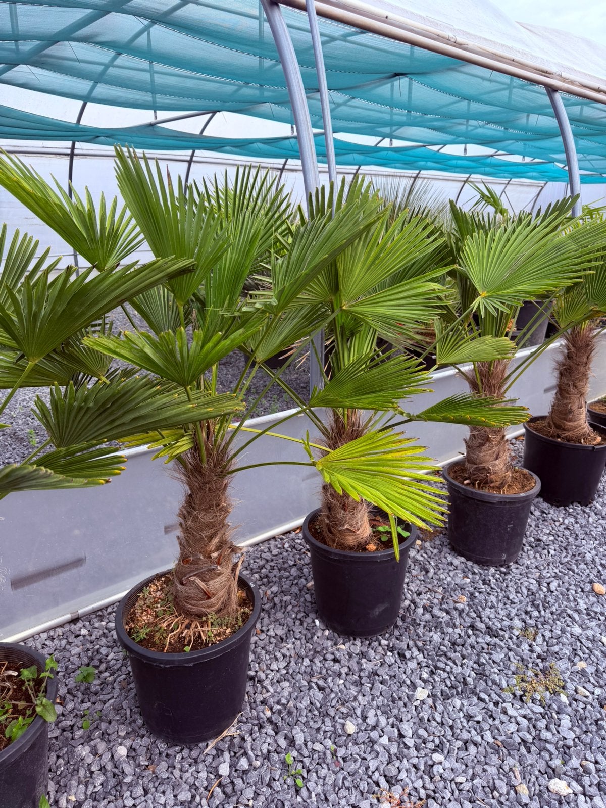 Trachycarpus Wagnerianus, Enlèvement