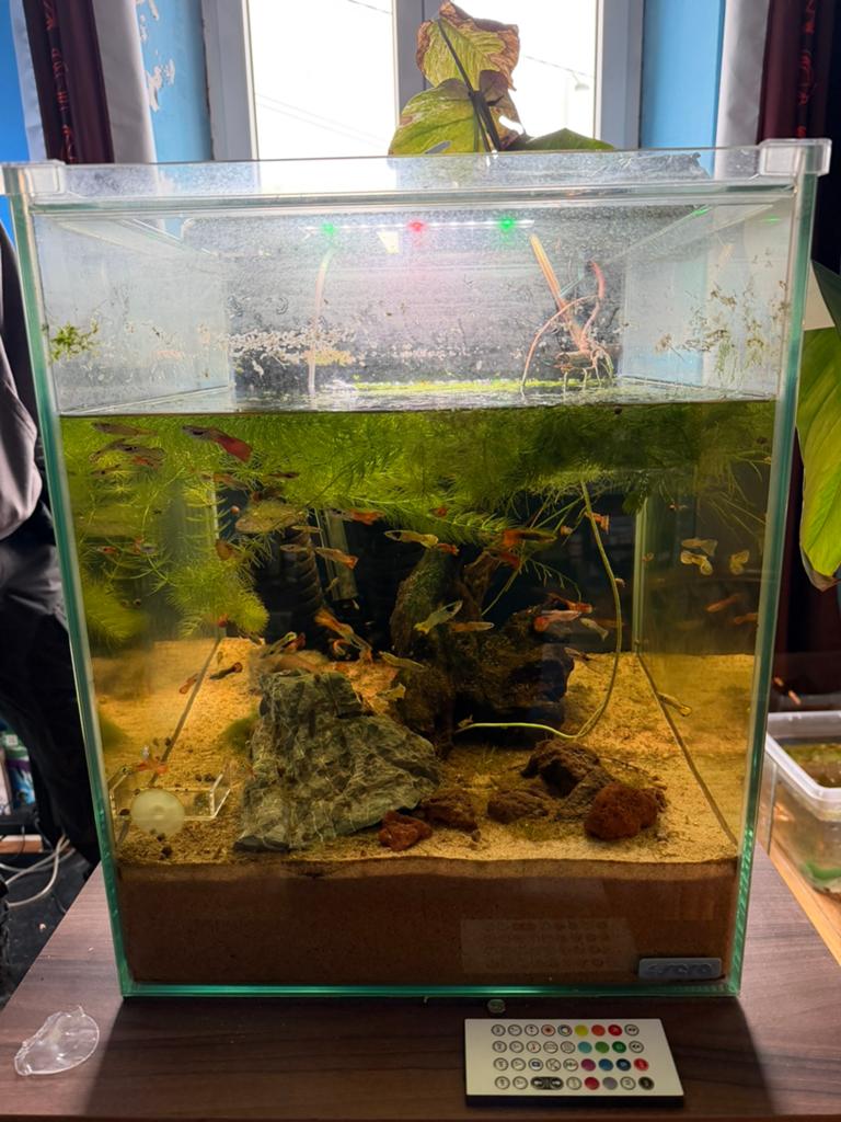 Aquarium sera 70l complet, Sera, Pompe, Aquarium d'eau douce rempli, Comme neuf