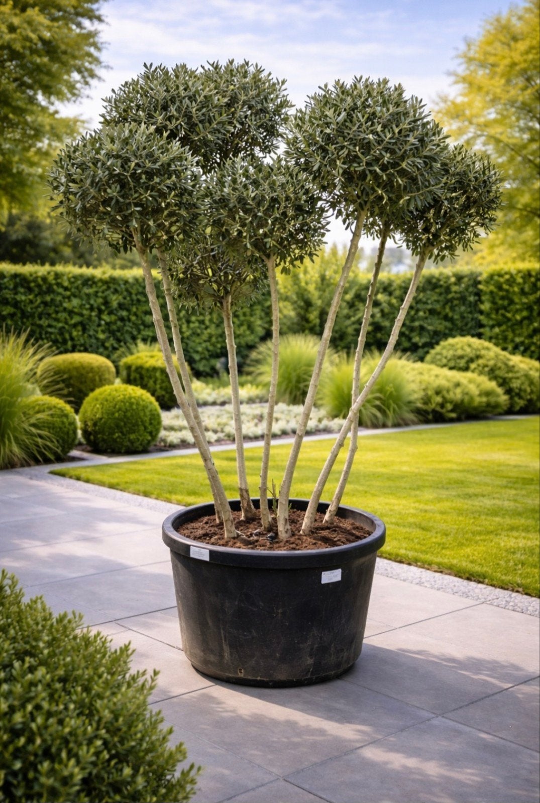 Olijfboom Olea Europaea ponpon, Ophalen