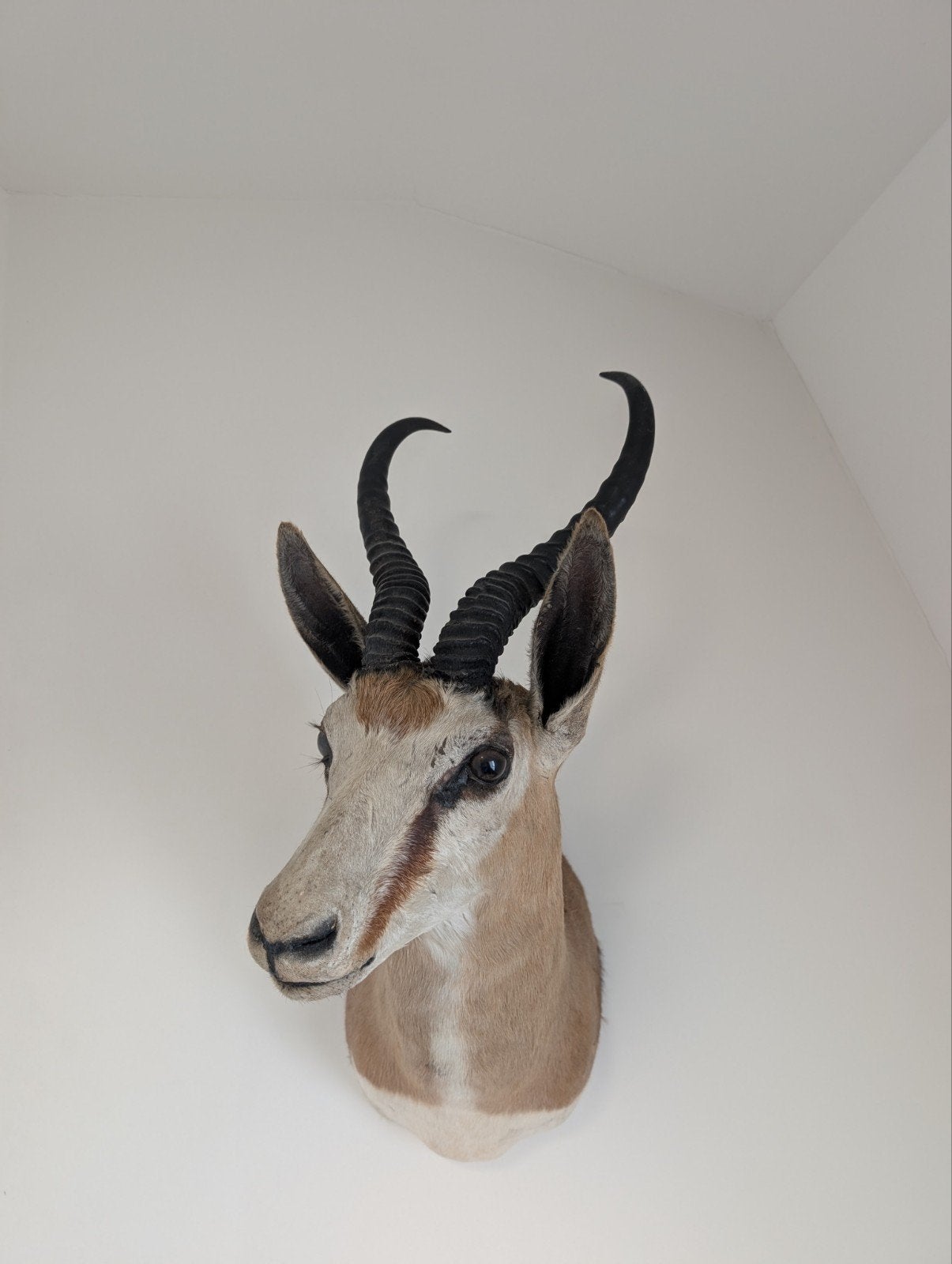 Prachtige opgezette springbok kop taxidermie, Verzamelen, Dierenverzamelingen, Ophalen, Zo goed als nieuw, Wild dier, Opgezet dier