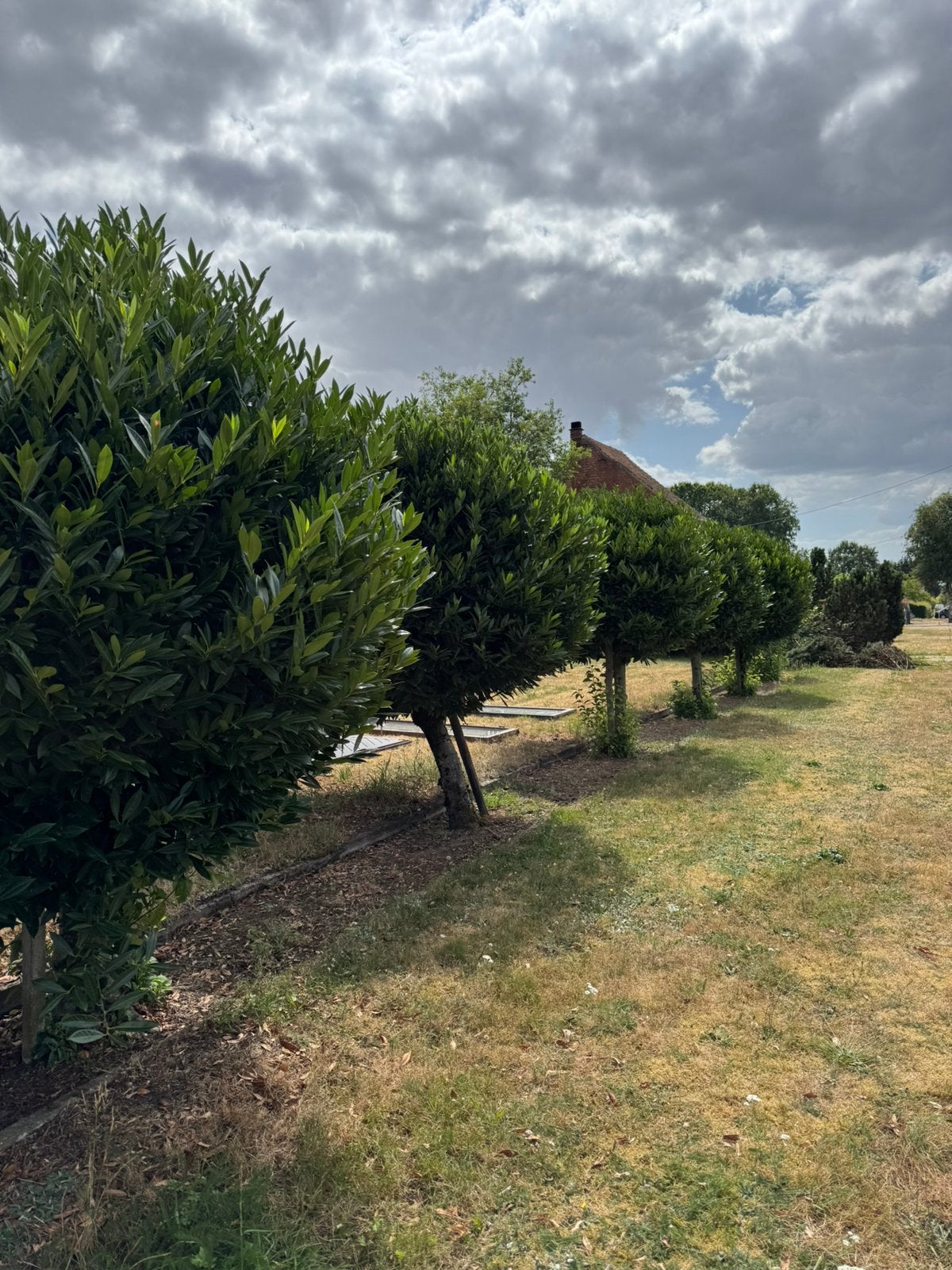 Laurierbomen te koop 6 stuks, Tuin en Terras, Planten | Bomen, Ophalen