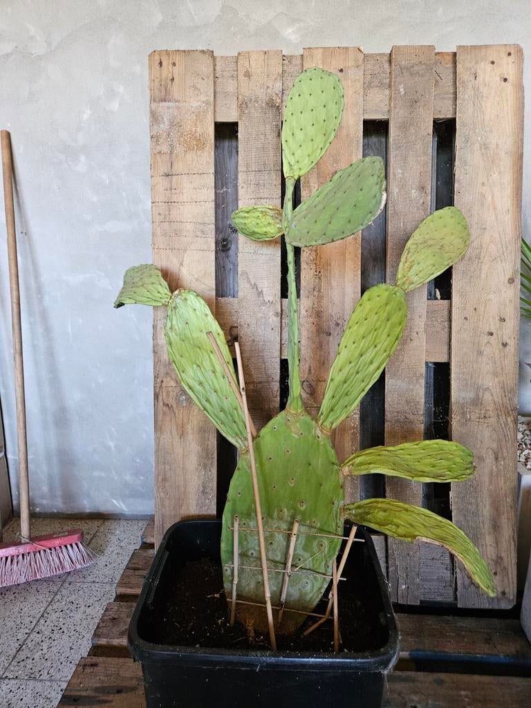 Opuntia, Jardin & Terrasse, Enlèvement