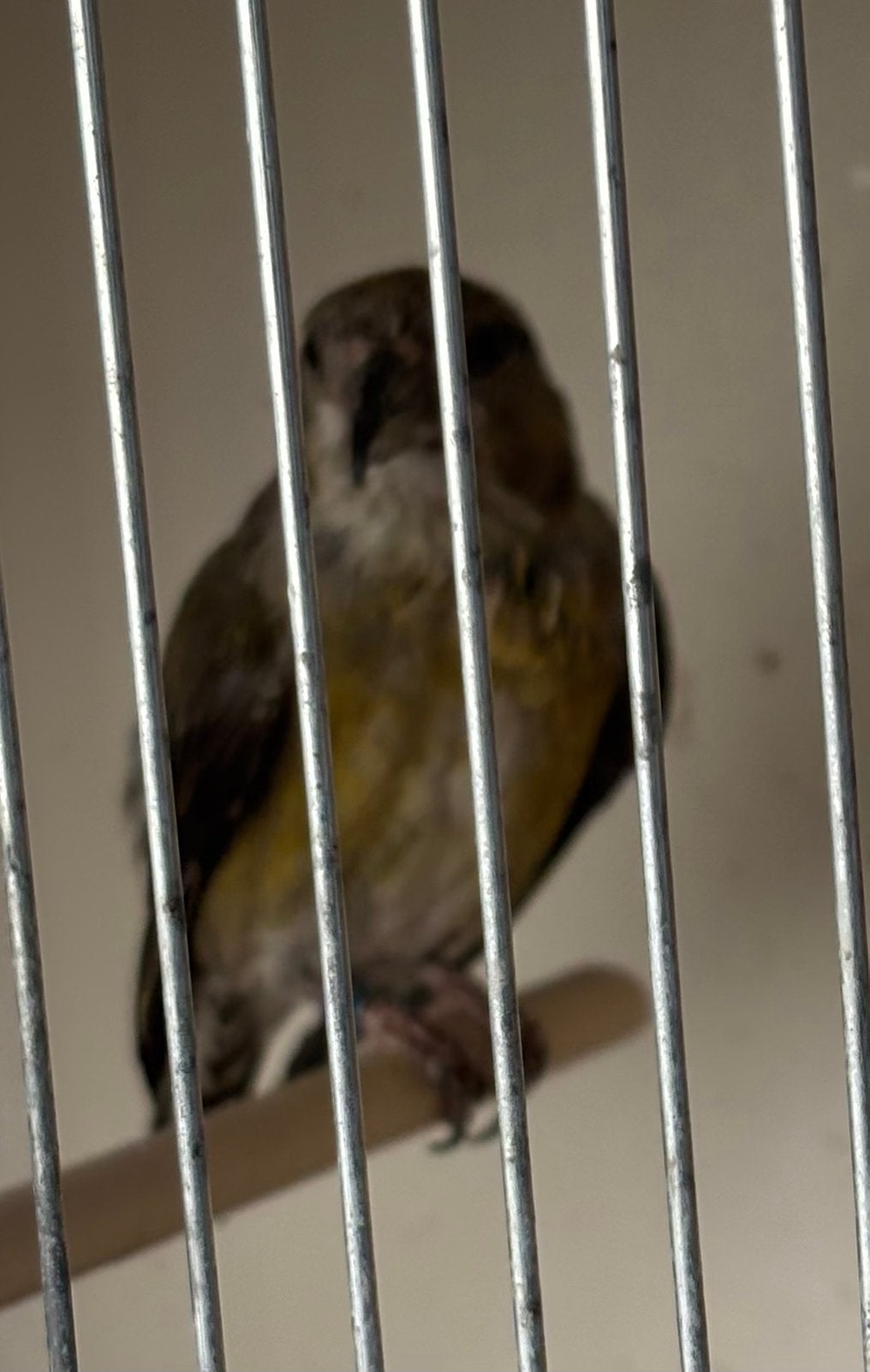 Kleine kruisbek pop, Animaux & Accessoires, Oiseaux | Oiseaux Autre, Femelle, Oiseau chanteur sauvage, Bagué