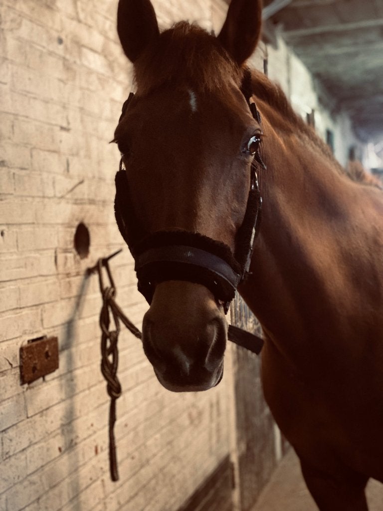 Springpony te koop, Merrie, Niet van toepassing, Springpony, 11 jaar of ouder