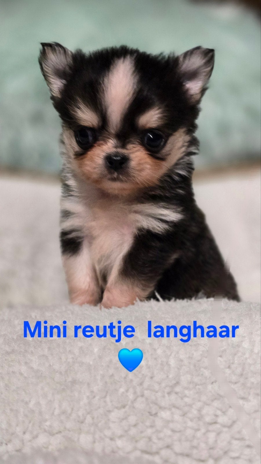Prachtige Langharige chihuahua pups, België, Fokker | Hobbymatig, CDV (hondenziekte), 8 tot 15 weken
