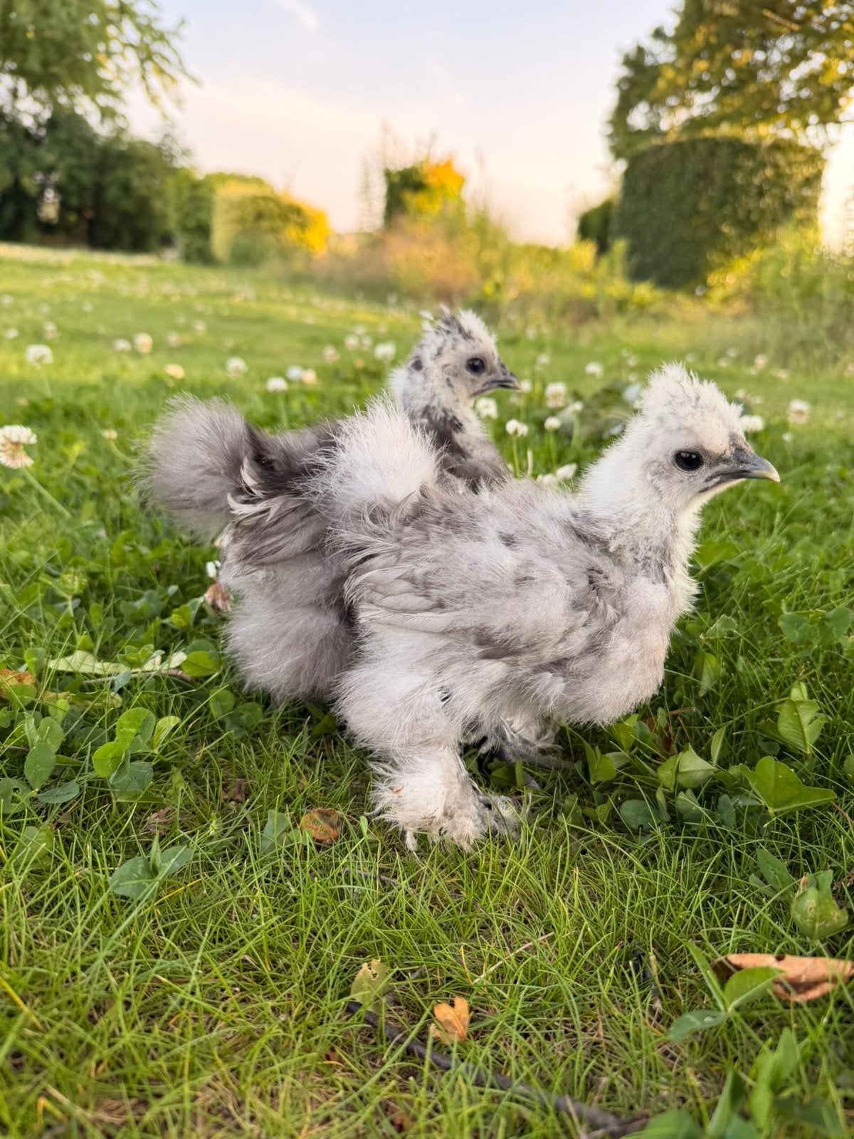 Zijdehoen USA grijs/paint 6 wk, Dieren en Toebehoren, Pluimvee