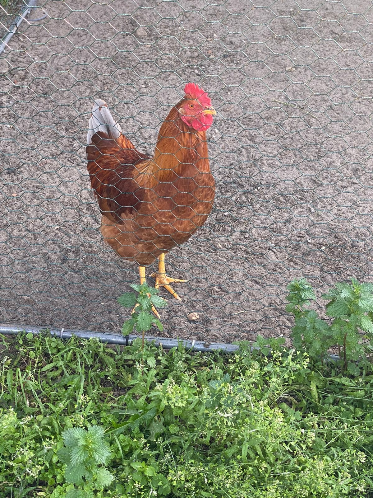 Bruine haan, Dieren en Toebehoren, Mannelijk, Kip