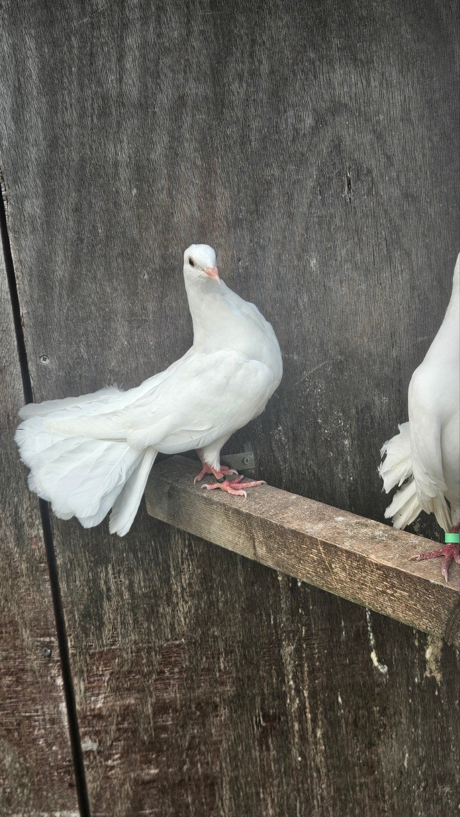 Jonge Pauwstaart, Dieren en Toebehoren, Geslacht onbekend