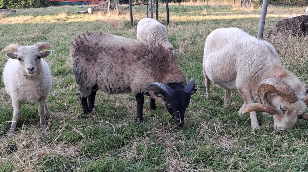 ouessant ram, Mâle, Mouton, 0 à 2 ans
