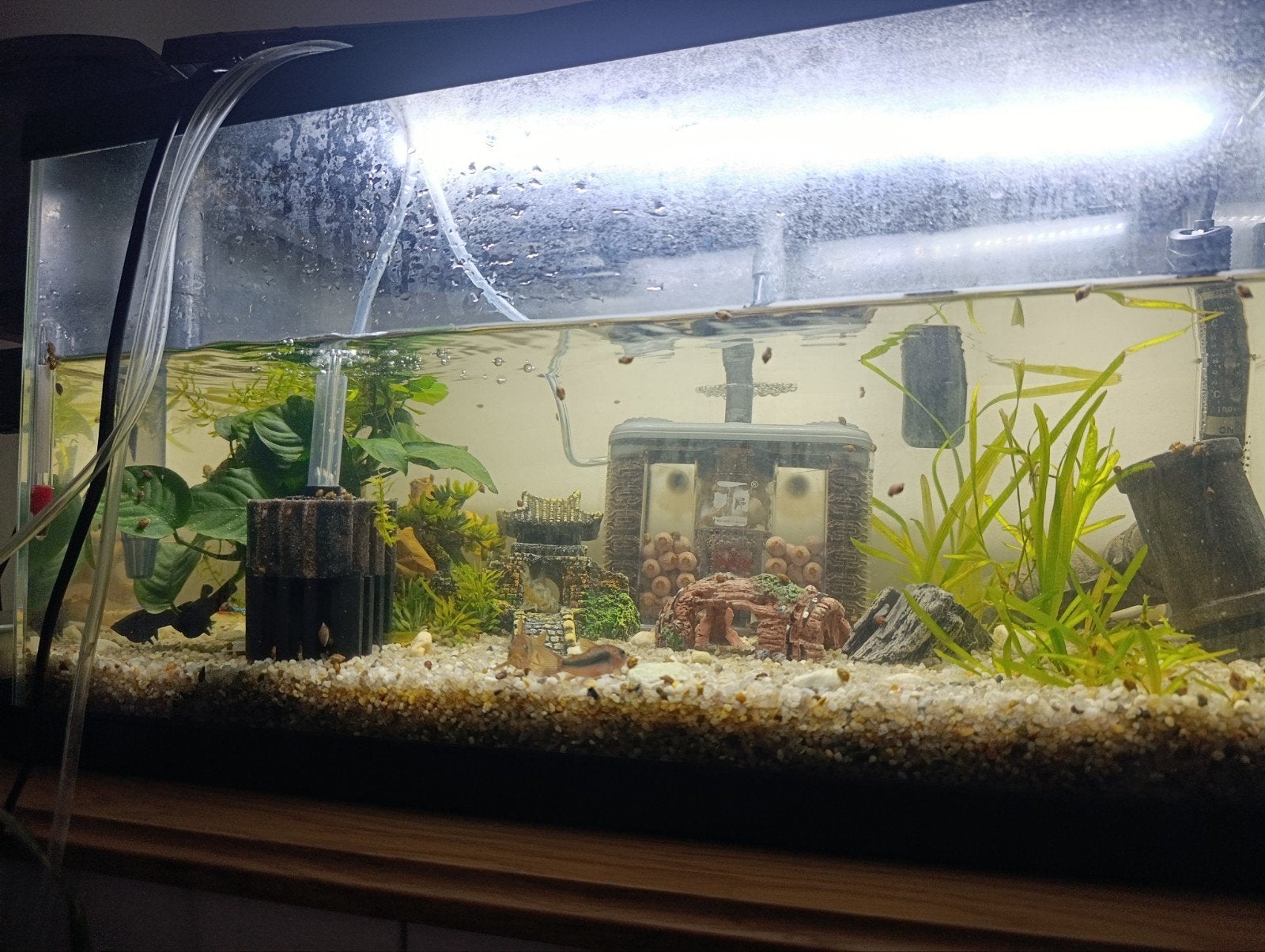 Aquarium and fishes together everything included., Ophalen