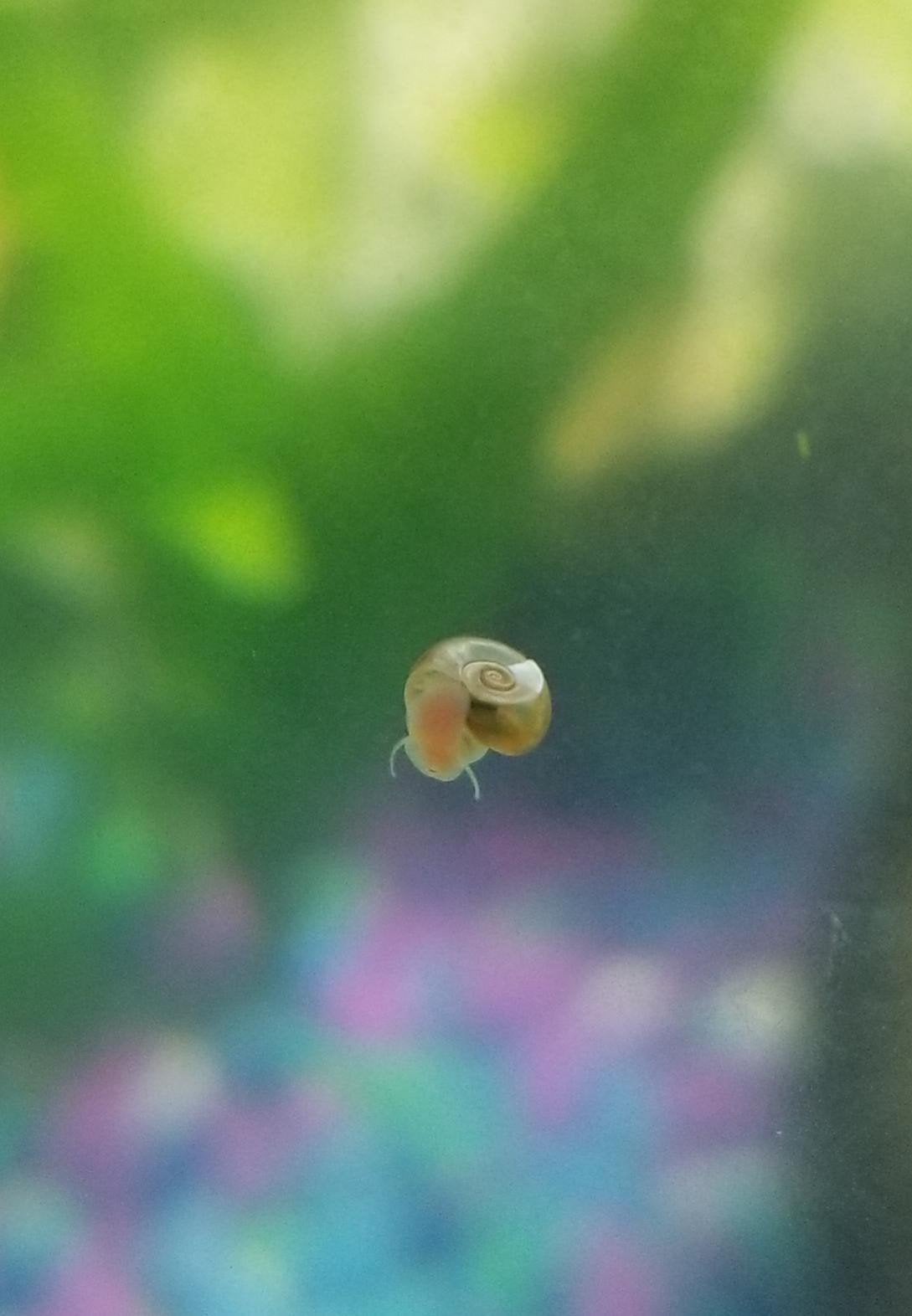 Baby slak voor in een aquarium, Ophalen
