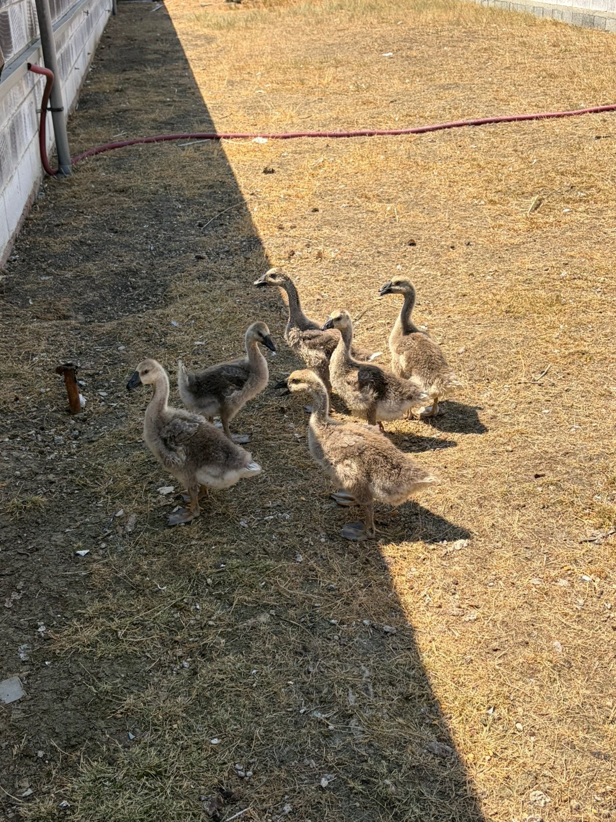 Knobbel ganzen, Dieren en Toebehoren, Pluimvee, Geslacht onbekend, Gans of Zwaan