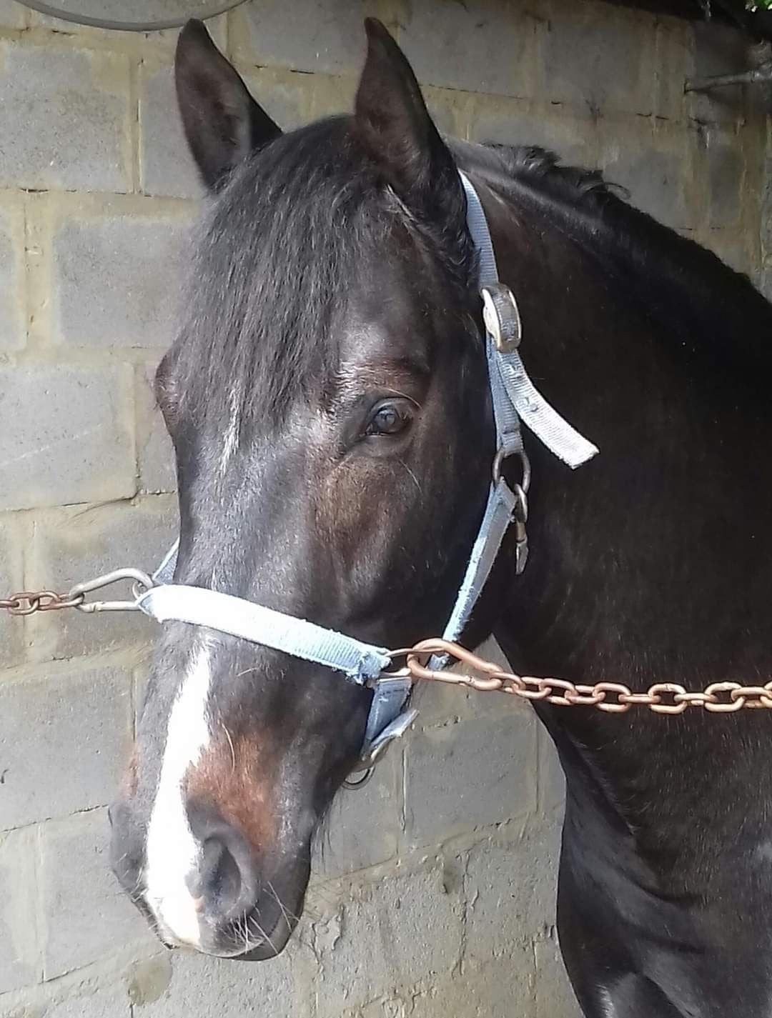 Springpaarden, Dieren en Toebehoren, Paarden, Hengst