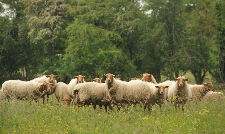 Mouton agneau, Mâle, Mouton, 0 à 2 ans