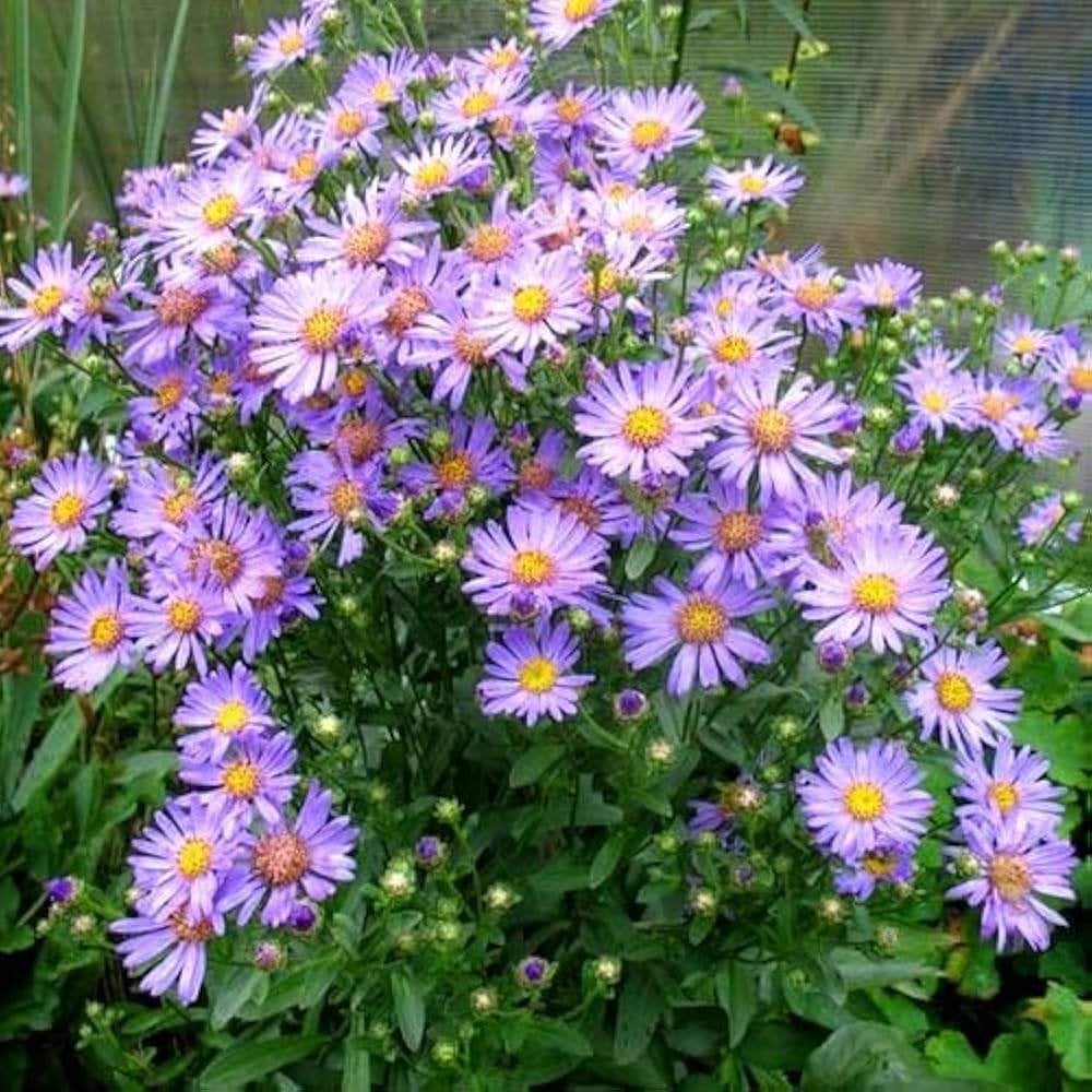 Aster Rudolf Goethe, Enlèvement, Mi-ombre