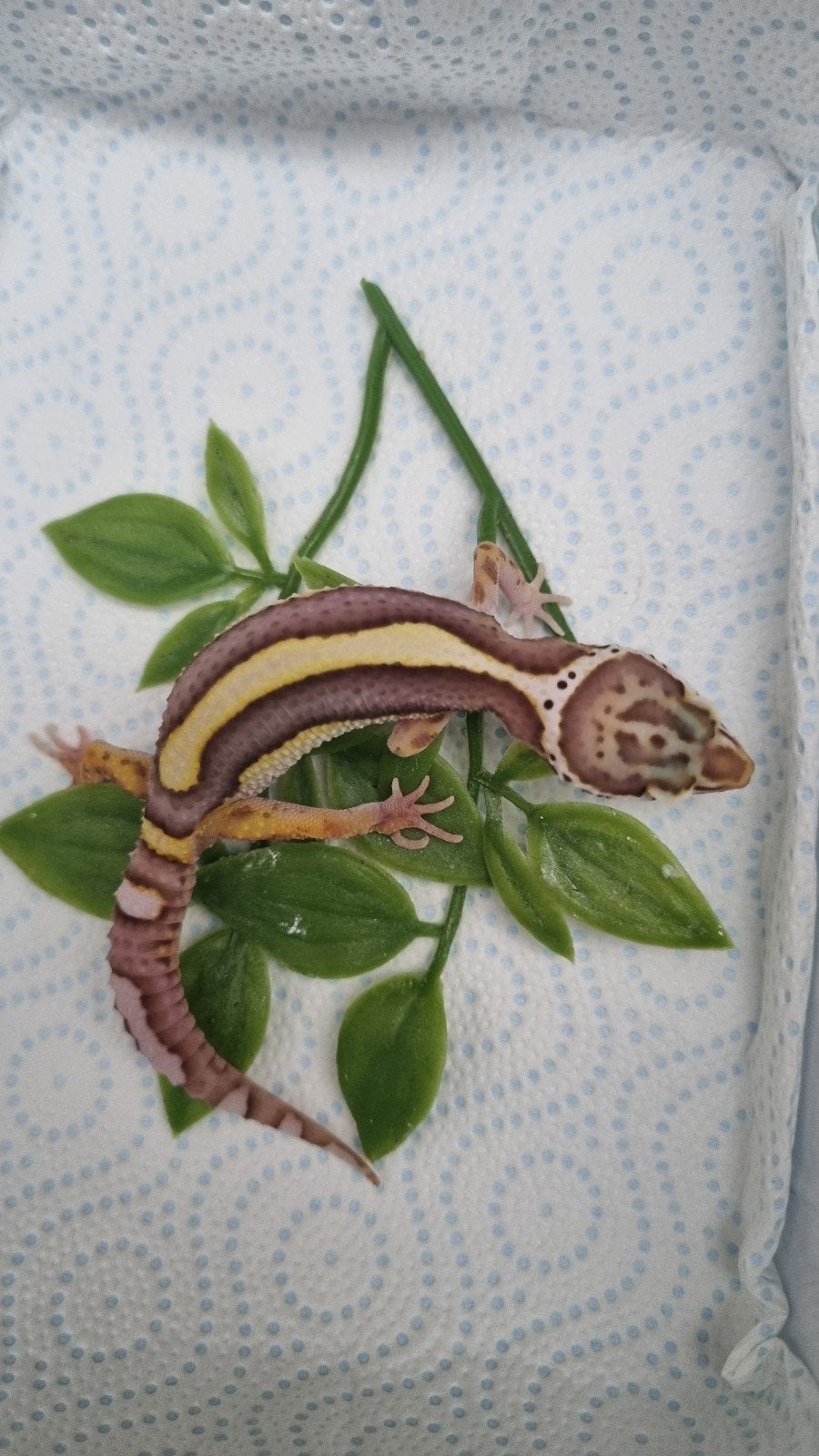 luipaardgekko vrouwtje, Animaux & Accessoires, Reptiles & Amphibiens, Lézard, Domestique, 0 à 2 ans