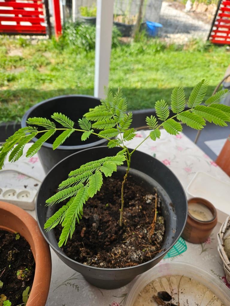 Albizzia, Tuin en Terras, Ophalen, Zomer, In pot, Overige soorten