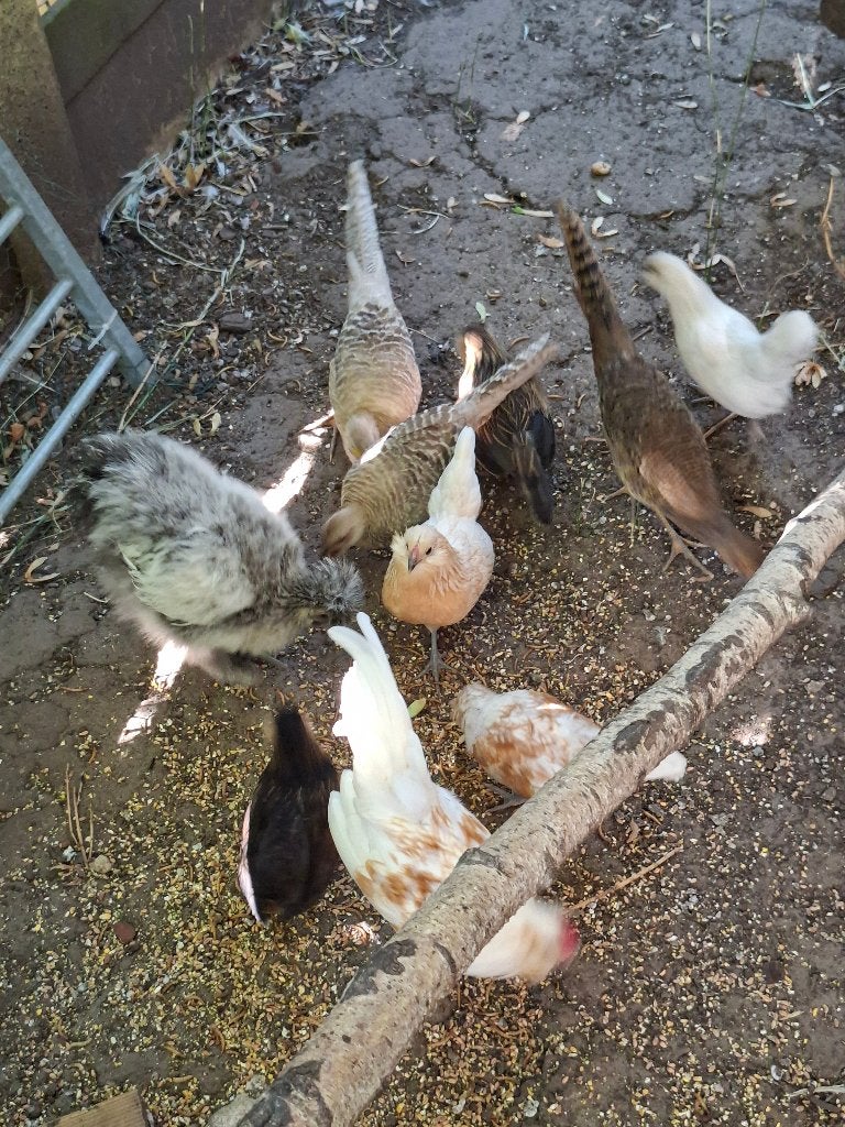 kippen, Dieren en Toebehoren, Kip