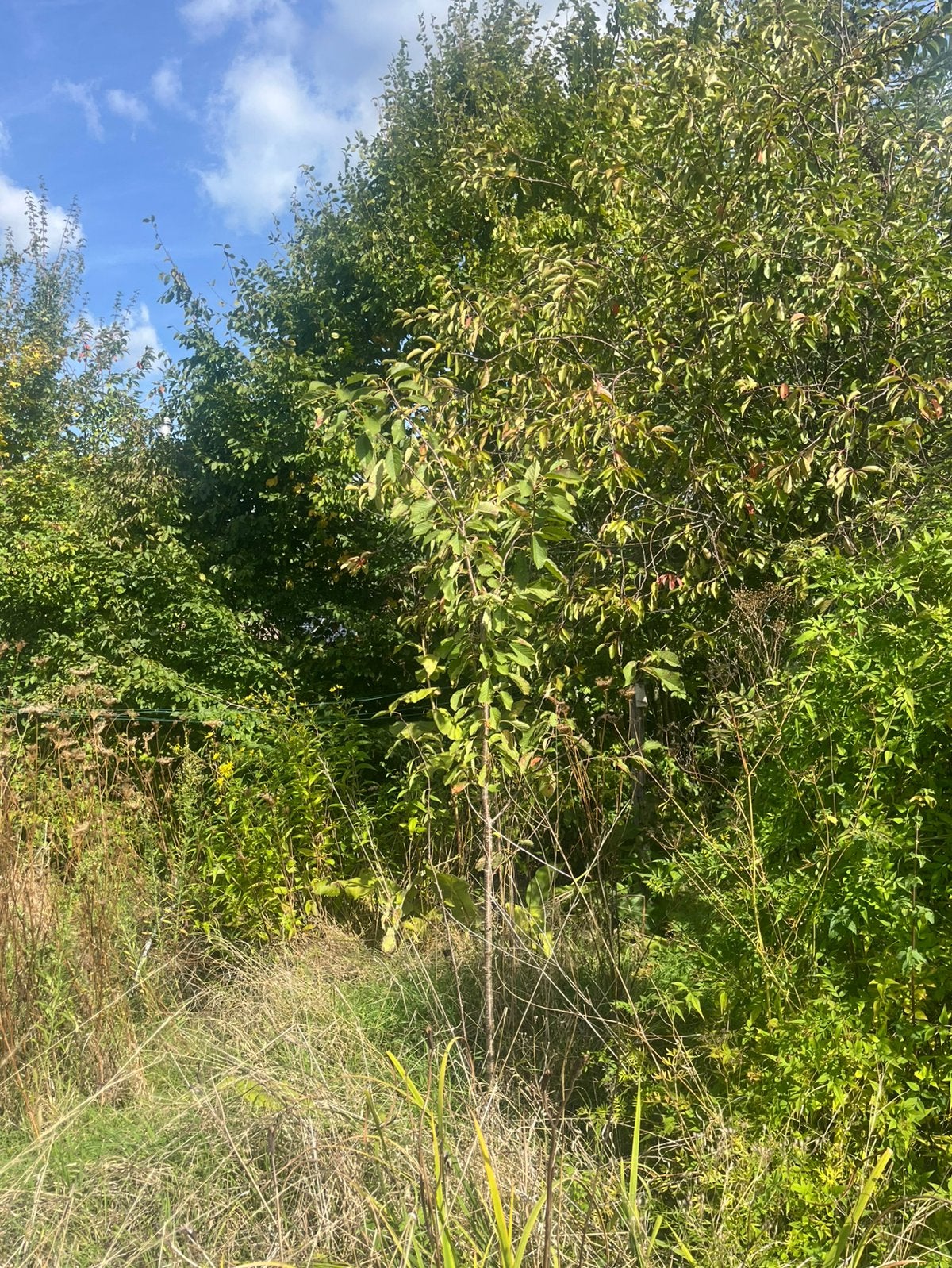 Prunus avium pater stefaan zaailing, Ophalen, Lente, Volle zon, Kersenboom