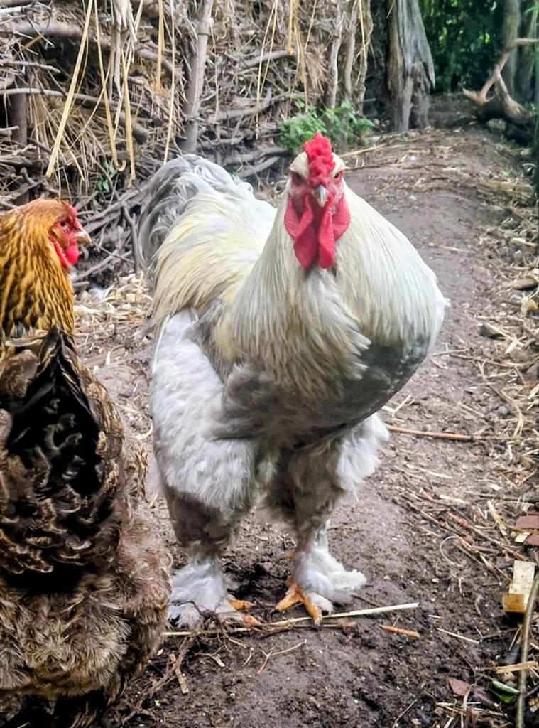 Brahma haan 1 jaar oud zuiver ras, Dieren en Toebehoren, Pluimvee