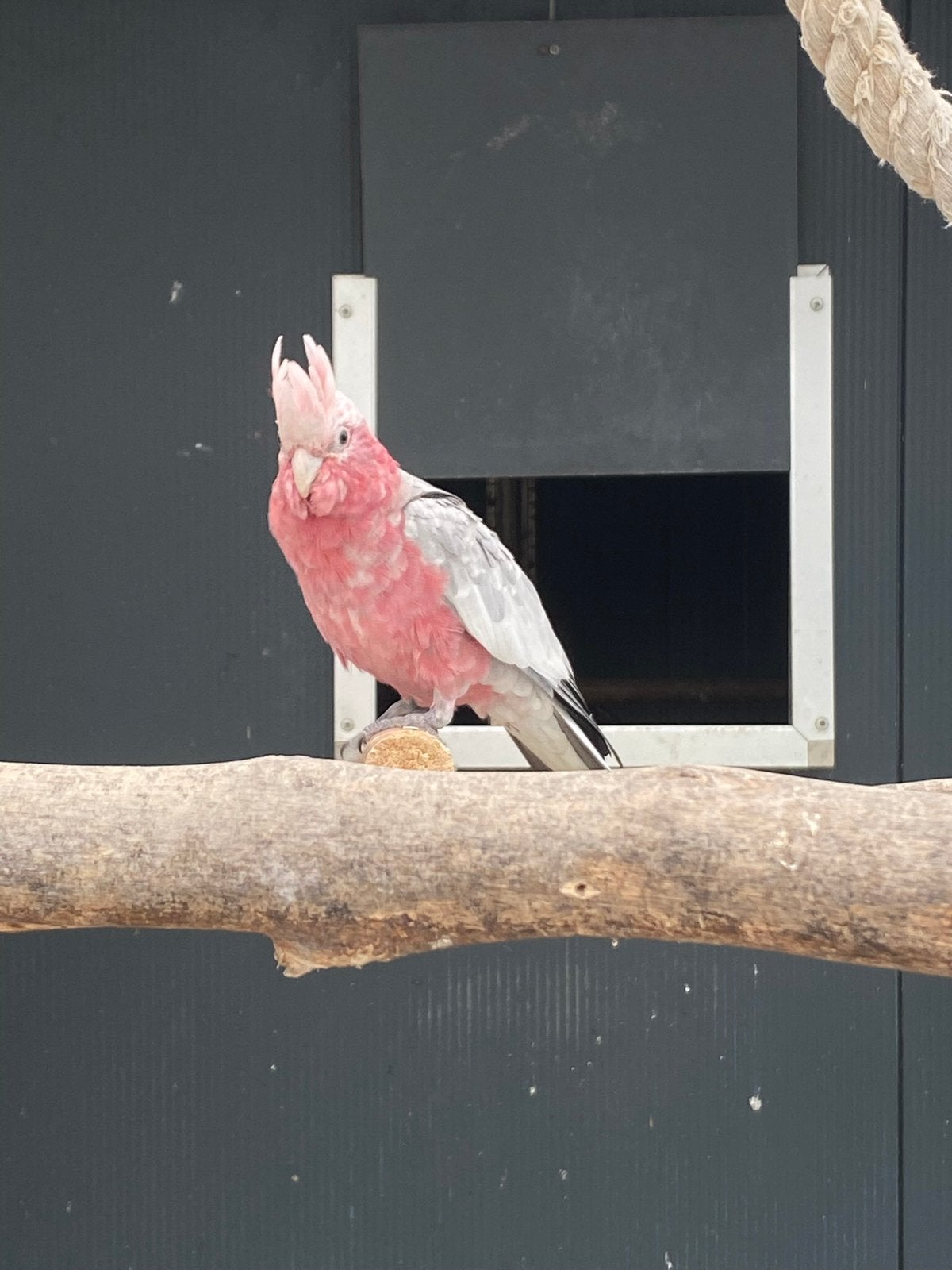 Tamme rose kaketoe, Dieren en Toebehoren, Vrouwelijk, Tam