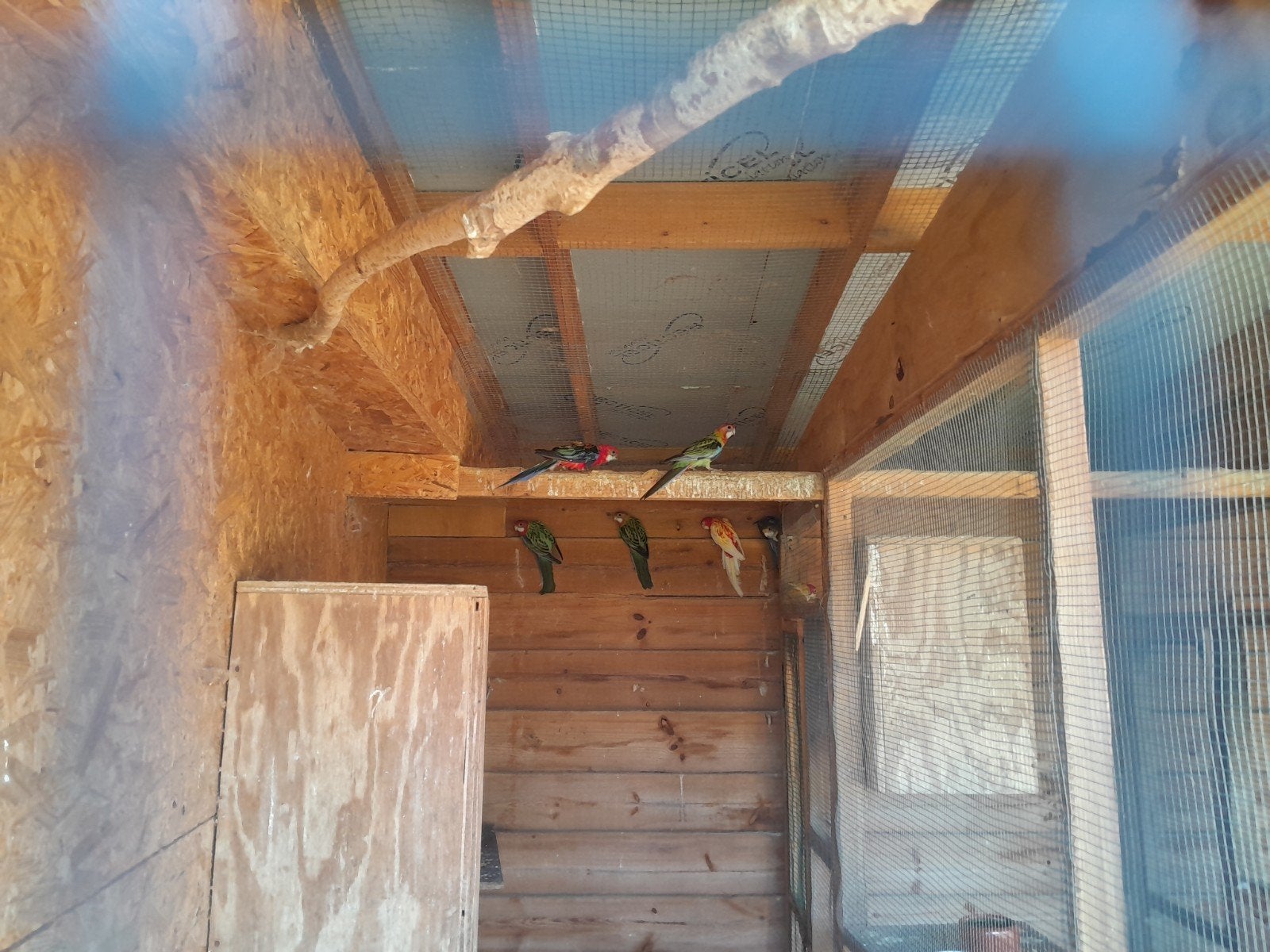 Rosellas