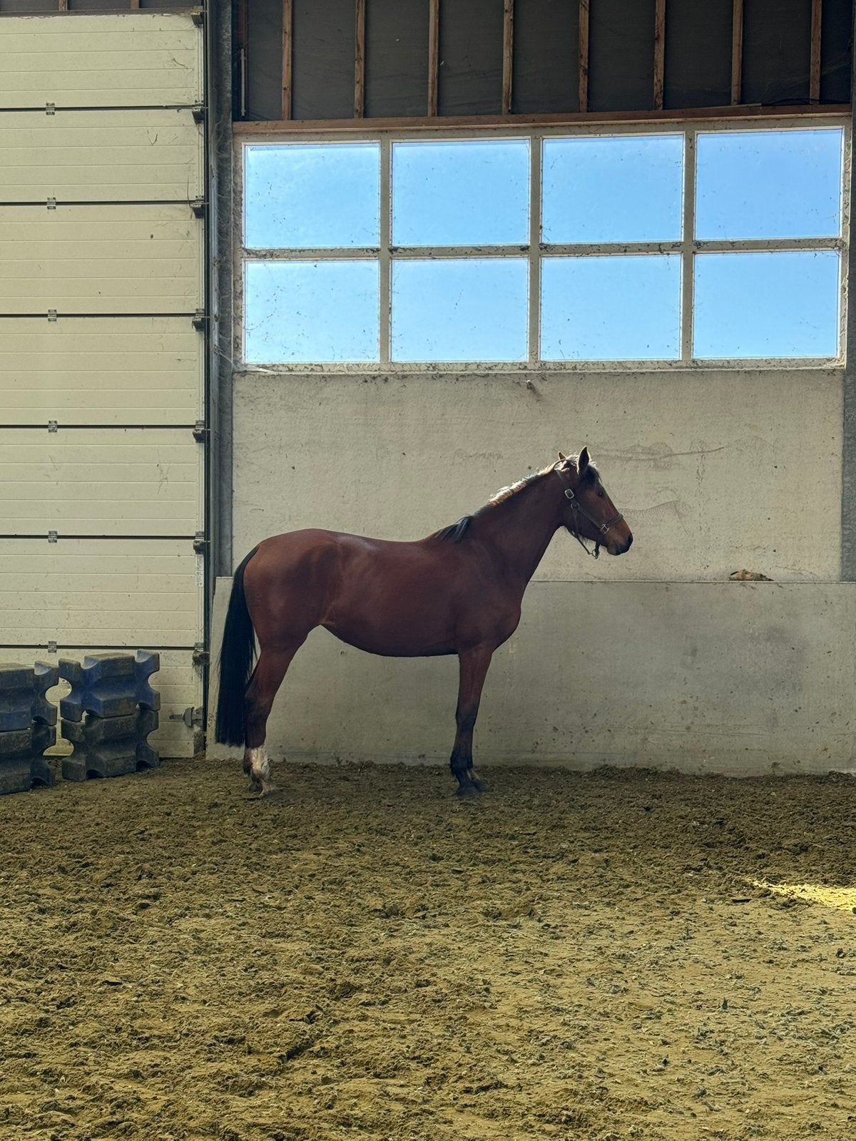 Knappe 4 jarige merrie (Emerald x casscavelle I), Dieren en Toebehoren, Paarden, Merrie, Zadelmak