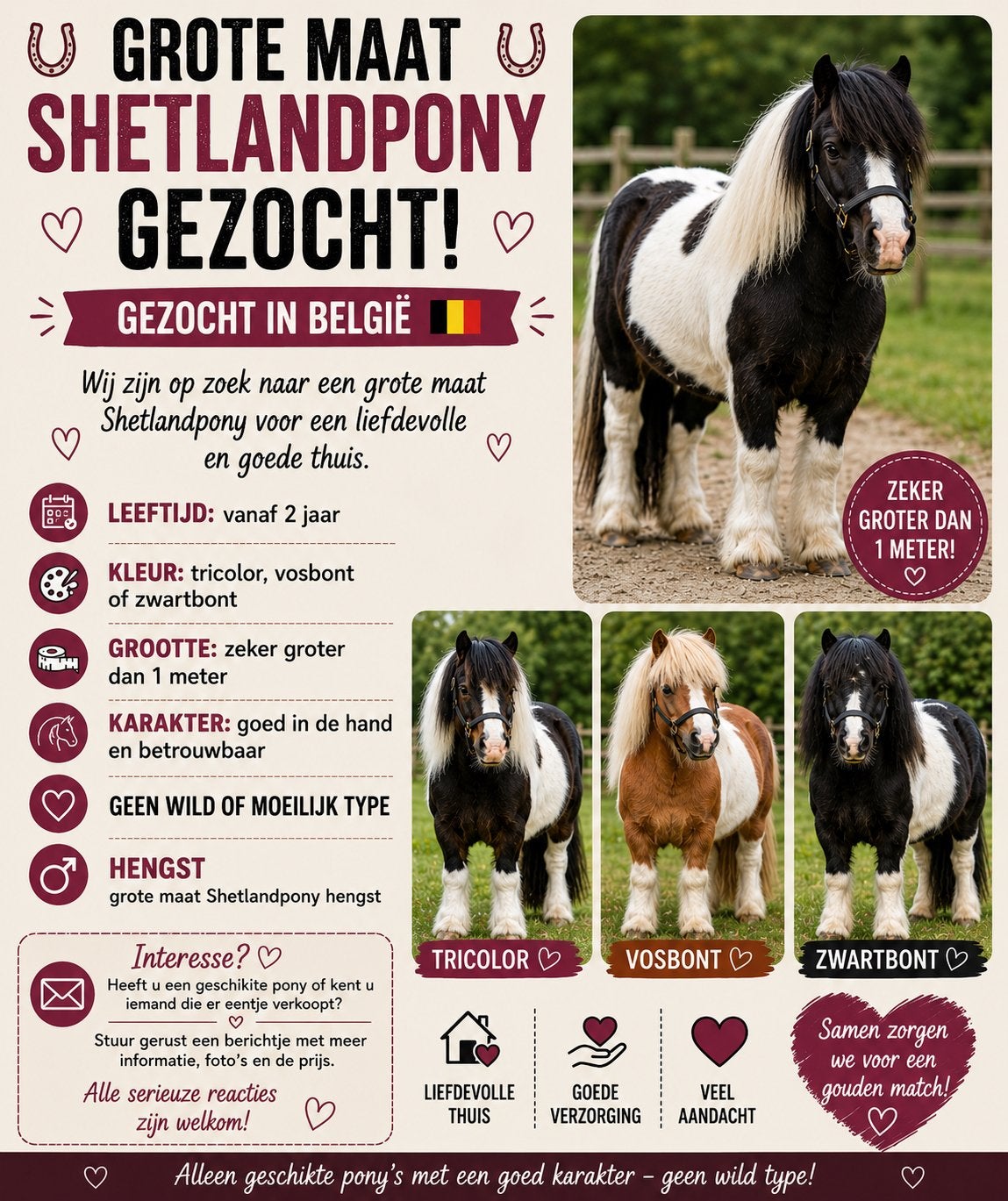 Shetlandpony hengst, Niet van toepassing, Hengst, 3 tot 6 jaar, Gechipt